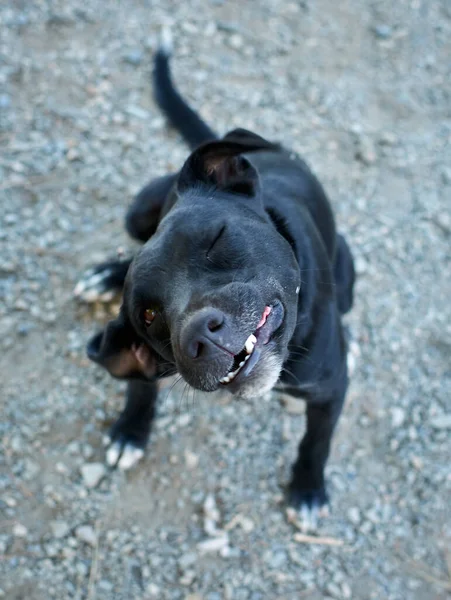 Roztomilý Černý Patterdale Teriér Pes Škrábání Jeho Ucho — Stock fotografie