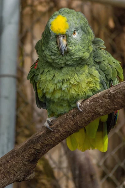 Colpo Ipnotizzante Pappagallo Verde Sfondo Sfocato — Foto Stock