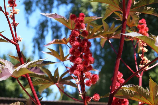 キャスター豆の花のクローズアップ — ストック写真