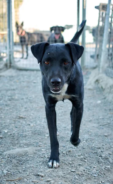 Cute Black Patterdale Terrier Dog Walking Asphalt Ground — Stock Photo, Image