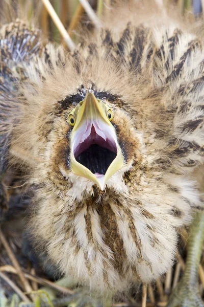 Een Close Shot Van Jonge Bittern Het Nest — Stockfoto