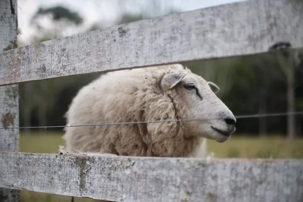 Kırsal Bölgedeki Çiftlikte Beyaz Bir Koyun — Stok fotoğraf