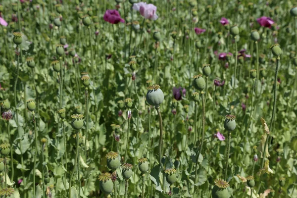 Una Foto Fascinante Campo Flores Amapola Violeta Verano — Foto de Stock