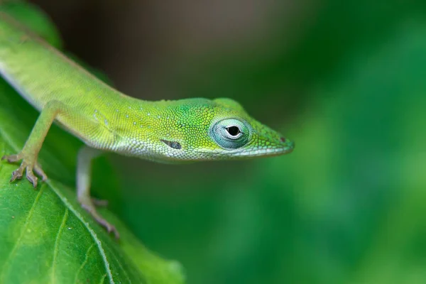 Primer Plano Geco Verde Una Hoja — Foto de Stock