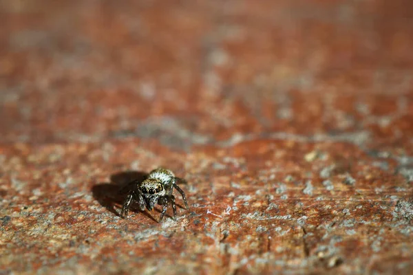 Närbild Bild Spindel Insekt Rostig Cementjord Perfekt För Bakgrund — Stockfoto
