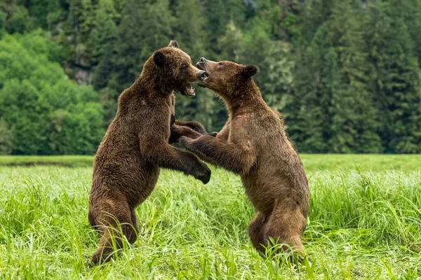 Egy Közeli Kép Grizzly Medvék Játszanak Együtt Khutzeymateen Grizzly Medve — Stock Fotó