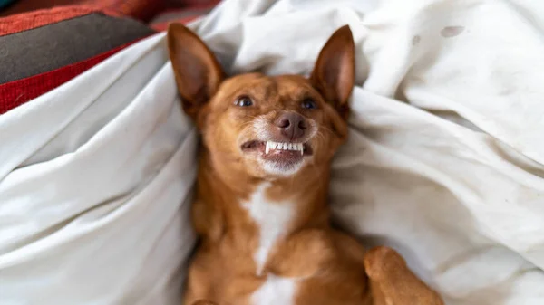 Een Prachtig Shot Van Een Grappige Chihuahua Hond — Stockfoto