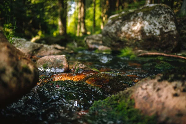 Selektivní Zaměření Detailní Záběr Skalního Potoka Uprostřed Lesa — Stock fotografie