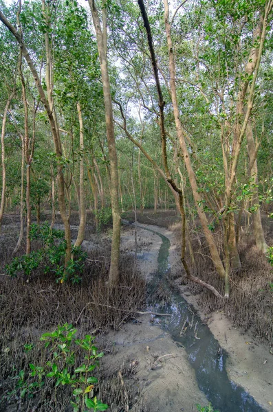 Ormanda Bir Mangrov Ağacı — Stok fotoğraf