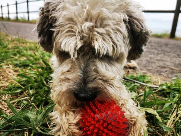 A closeup of a cute Soft-coated Wheaten Terrier playing with a red spiky ball