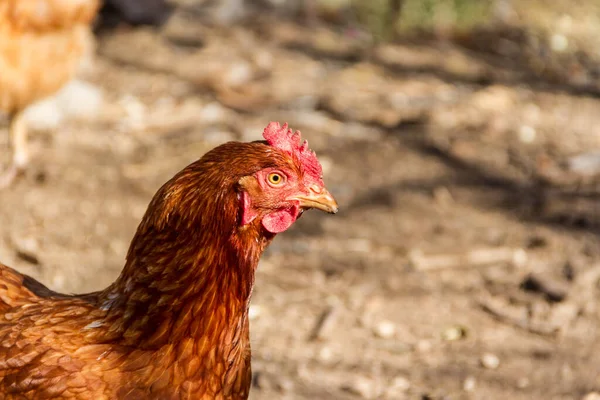 鸡舍背景不集中的红母鸡的肖像 — 图库照片