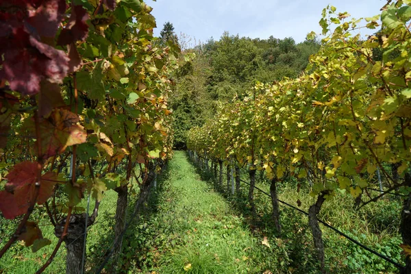 美丽的葡萄园里一排排的葡萄 — 图库照片