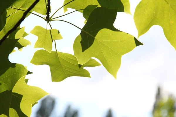 Primo Piano Foglie Sul Ramo Dell Albero Con Uno Sfondo — Foto Stock