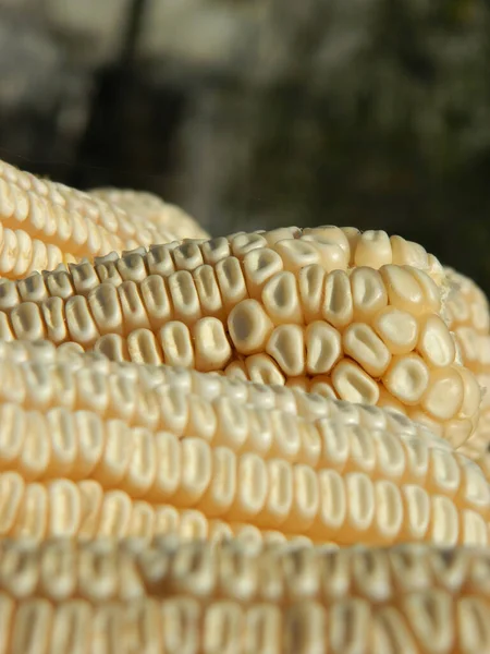Vertical Shot Corn — Stock Photo, Image