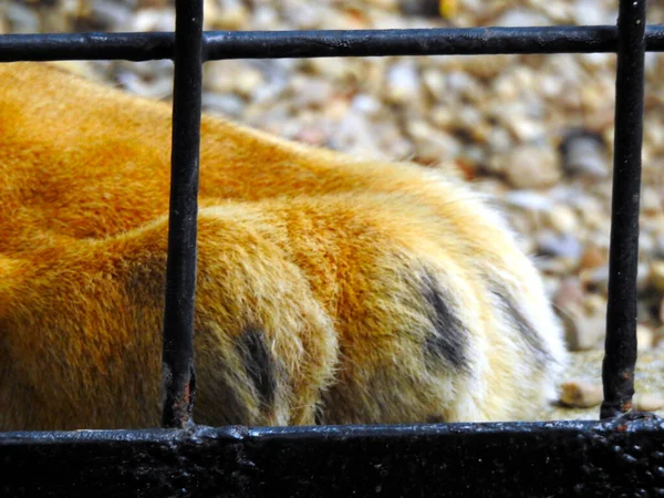 Cierre Pata León Través Jaula Mostrando Clavos Garras — Foto de Stock