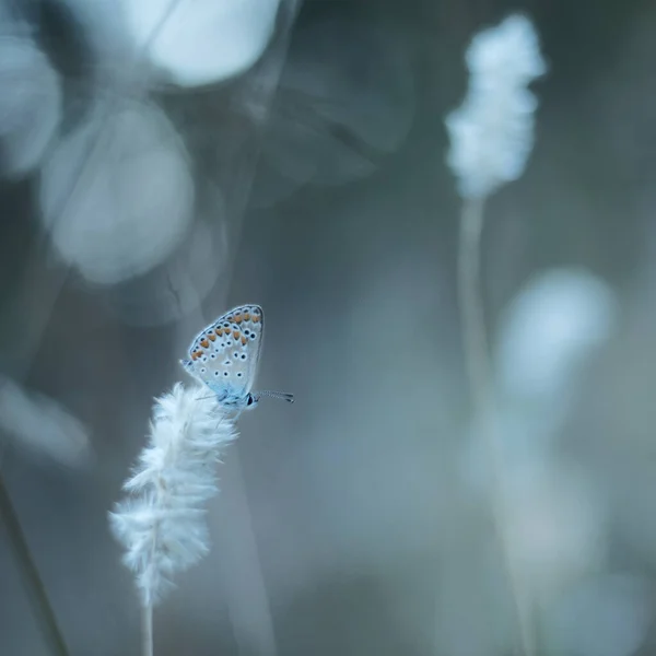 Closeup Mazarine Blue Butterfly Perched Dandelion — Stock Photo, Image