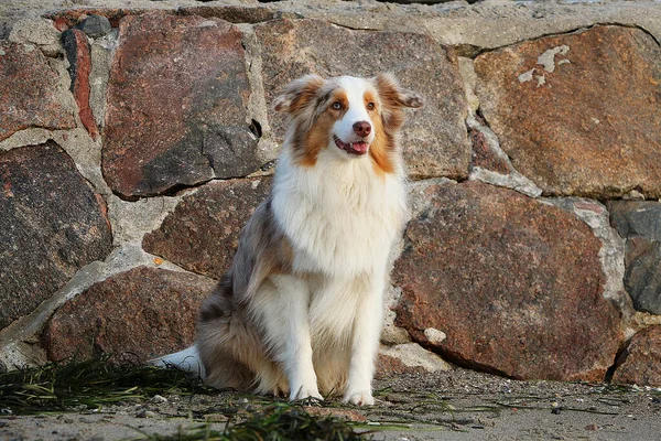 Hermoso Tiro Perro Sentado Arena Con Una Gran Estructura Piedra —  Fotos de Stock