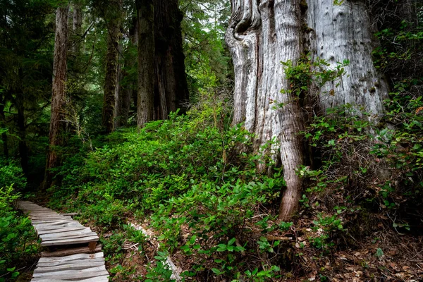 Carmanah Walbran Provincial Park Pokrytý Západními Redcedars Dne Kanadě — Stock fotografie