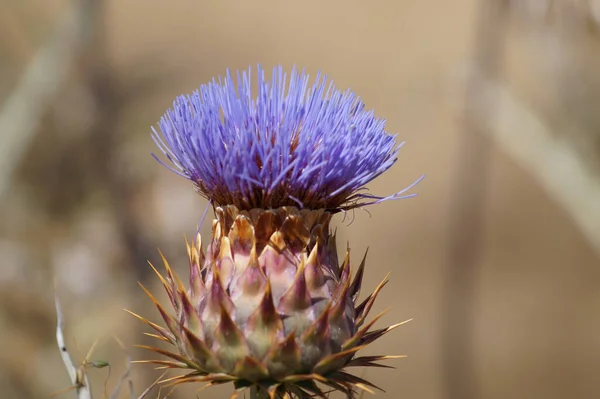 Una Macro Toma Una Flor Carduus Floreciente Naturaleza —  Fotos de Stock