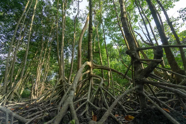 Een Mangrove Bomen Een Woud — Stockfoto