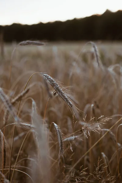 Eine Nahaufnahme Eines Feldes Aus Triticale Weizen Bei Sonnenuntergang — Stockfoto