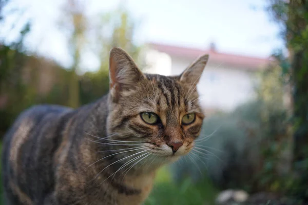 脇を見ている灰色の縞模様の猫 — ストック写真