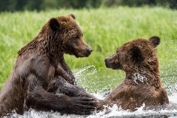 Közelkép Grizzly Medvék Játszanak Együtt Vízben Khutzeymateen Grizzly Medve Menedék — Stock Fotó