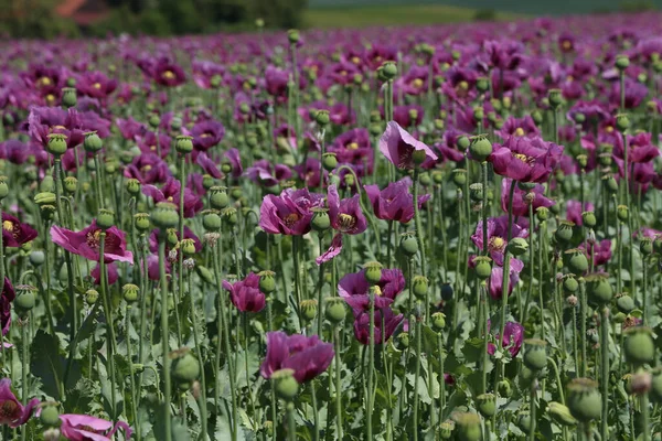 Una Foto Fascinante Campo Flores Amapola Violeta Verano — Foto de Stock