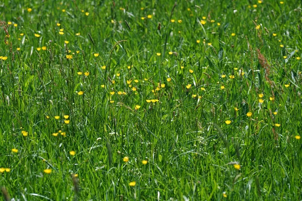 Een Prachtig Shot Van Een Groen Veld Met Vers Gras — Stockfoto