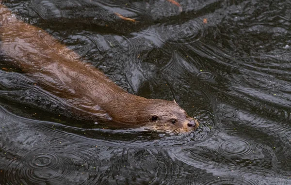 Lontra Nada Rápido Manobrável Através Uma Lagoa Marta — Fotografia de Stock