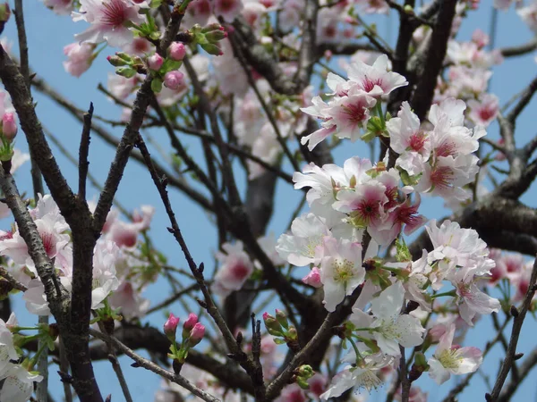 Primer Plano Hermosas Flores Almendros Flor — Foto de Stock