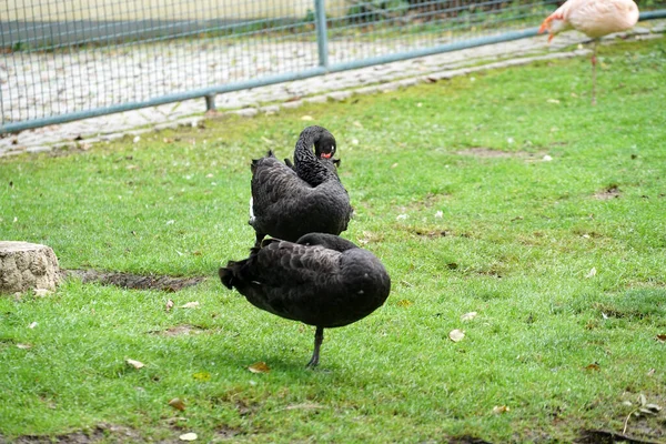 Uma Bela Foto Pássaros Cisnes Negros — Fotografia de Stock