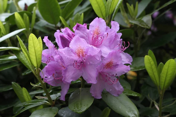 Gros Plan Des Rhododendrons Est Genre Famille Des Ericaceae — Photo