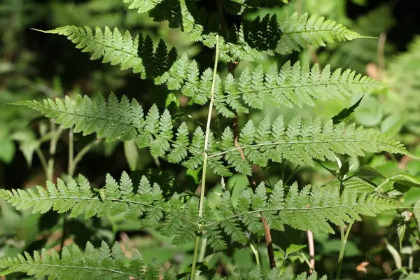 Selektiv Fokusering Skott Färska Gröna Blad Solljuset — Stockfoto