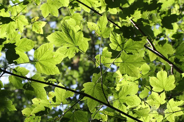 Close Uma Árvore Com Folhas Verdes Parque — Fotografia de Stock