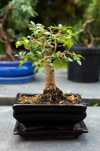 Vertical Shot Bonsai Plant Blurred Background — Stock Photo, Image