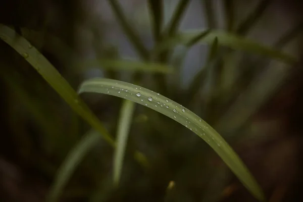 Een Close Shot Van Groen Gras Bedekt Met Dauwdruppels — Stockfoto