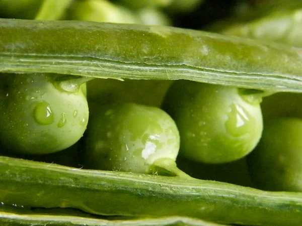 Närbild Gröna Bönor — Stockfoto