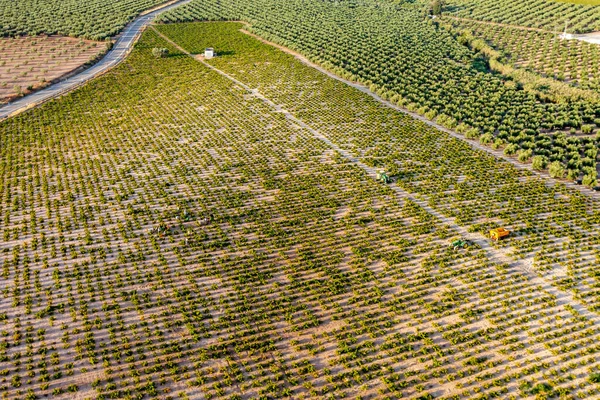 Vista Aérea Uma Vinha Zona Rural Andaluzia Espanha — Fotografia de Stock