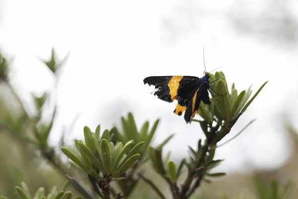 Tiro Close Uma Borboleta Uma Planta — Fotografia de Stock