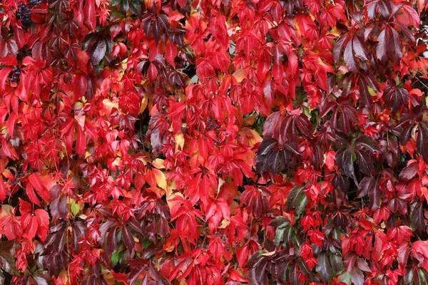 Крупный План Дерева Parthenocissus Quinquefolia Красными Листьями — стоковое фото