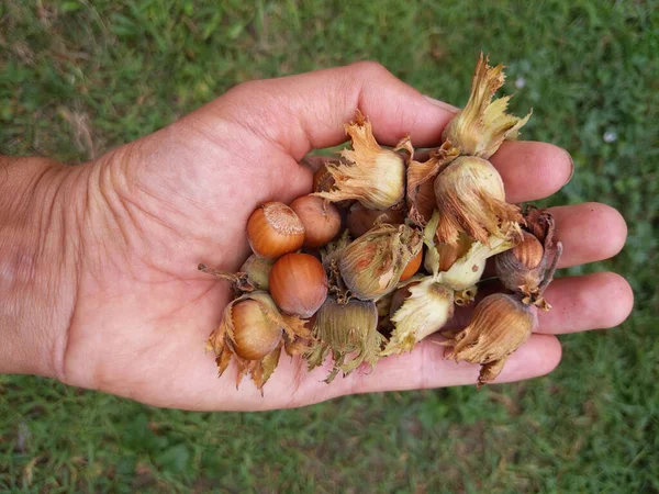 Een Close Shot Van Verse Hazelnoten Hand — Stockfoto