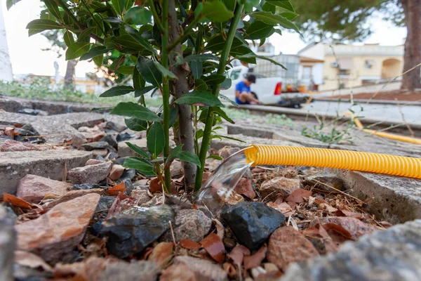 Pequeño Árbol Recién Plantado Regando Con Una Manguera Agua Calle — Foto de Stock