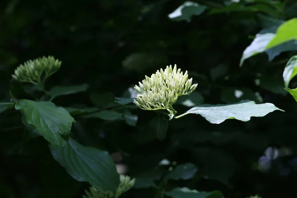 Beautiful Blooming Cornus Controversa — Stock Photo, Image