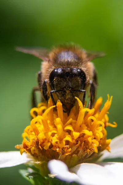 Vertical Closeup Bee Flower — Stock Photo, Image