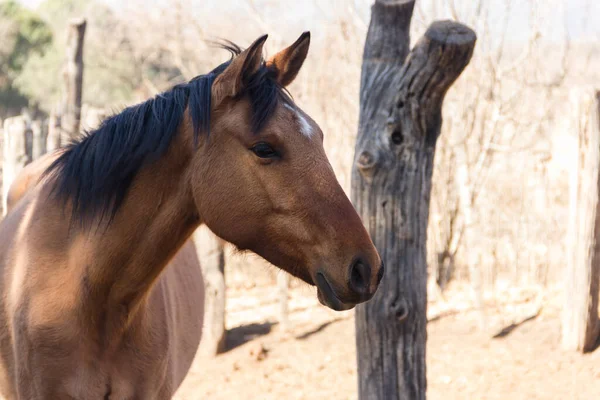 Portrait Brown Horse Argentinian Farm — Stock Photo, Image