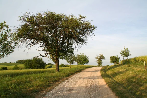 Eine Straße Die Tagsüber Von Gras Und Bäumen Umgeben Ist — Stockfoto