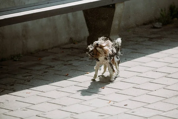 Adorable Chien Terrier Marchant Sur Trottoir Jour — Photo
