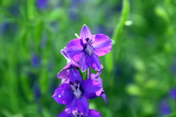 Foco Suave Flores Delphinium Roxo Florescendo Jardim Dia Ensolarado — Fotografia de Stock