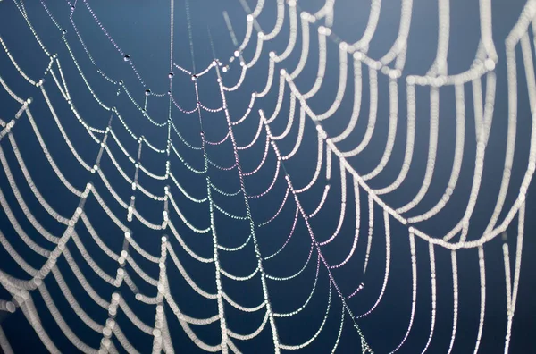 Eine Nahaufnahme Des Spinnennetzes Mit Den Tautropfen Vor Dem Hintergrund — Stockfoto